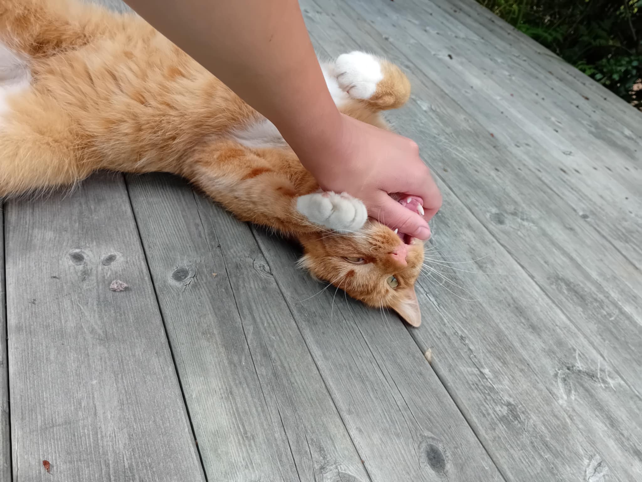 Garfield