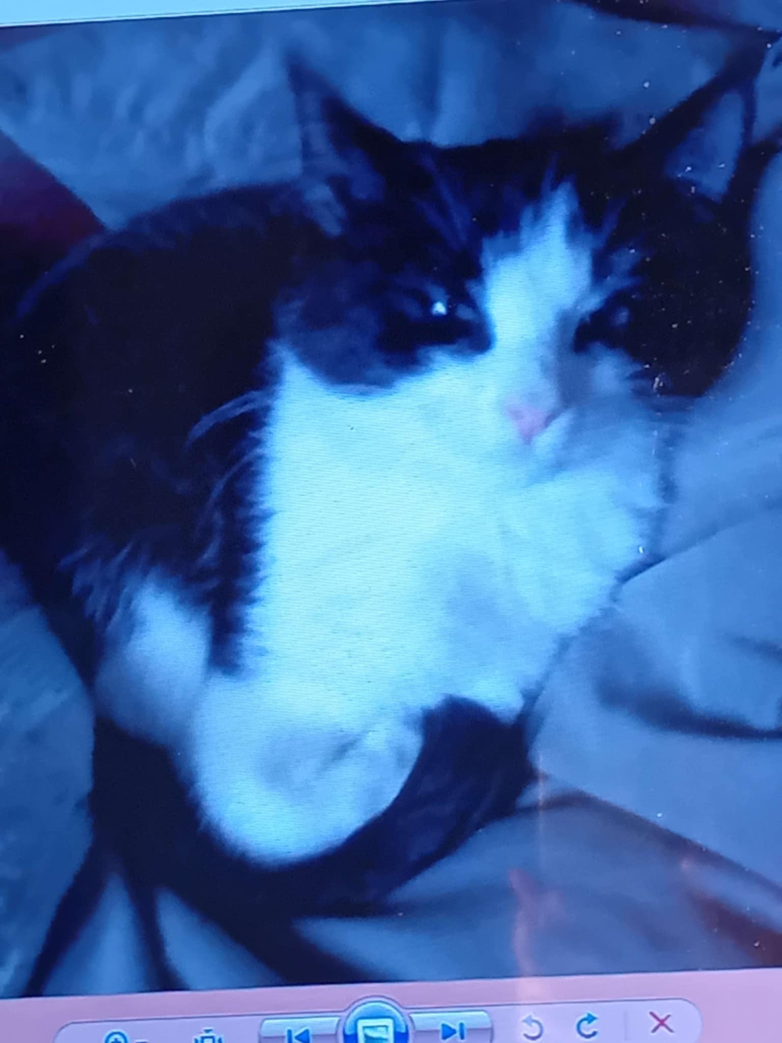 Leonardo