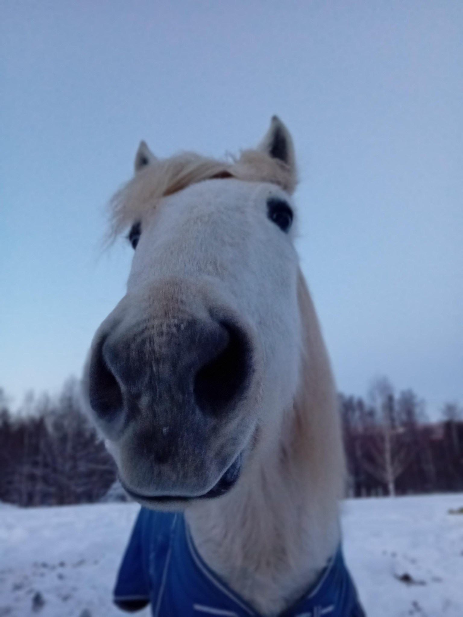 Puck