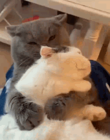 náš gif